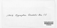 Image of Hygrophorus queletii
